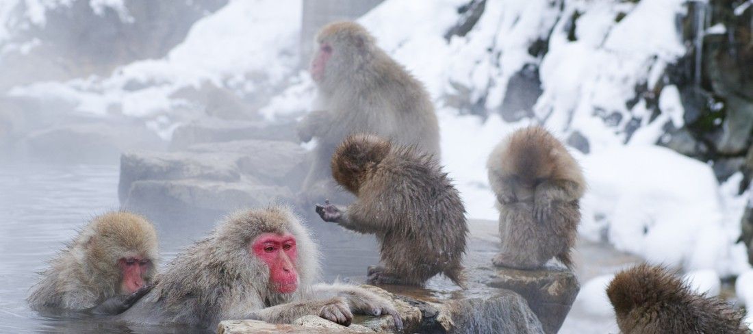 japao-zen-macacos-relaxando