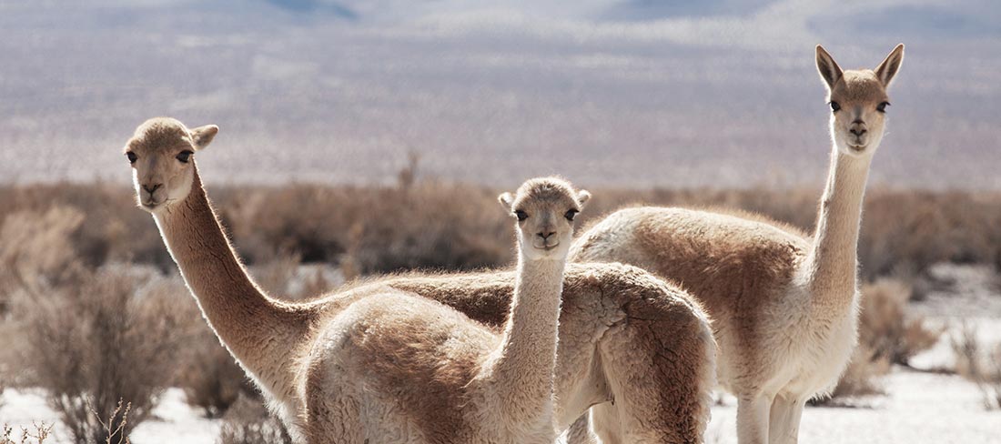 llamas-fofinhas