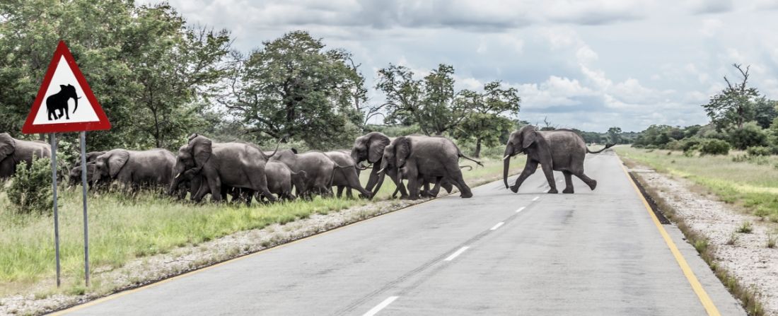 namíbia elefantes na estrada