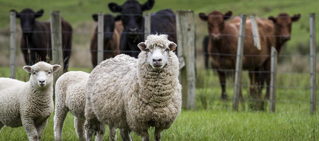 ovelhas-nova-zelandia