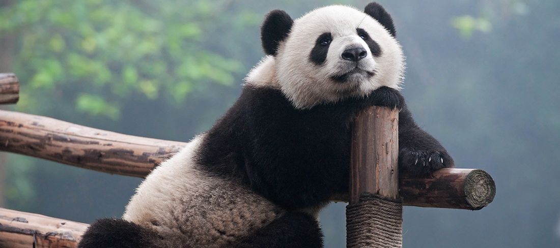 Panda na China