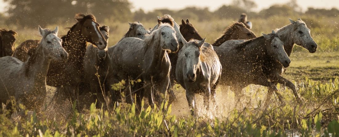 pantanal cavalos