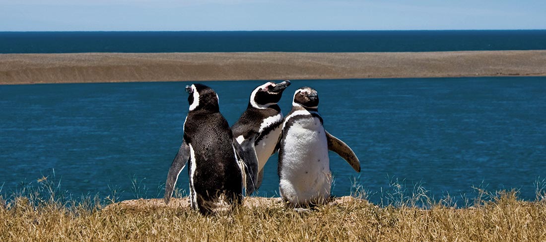 pinguin-península-vades