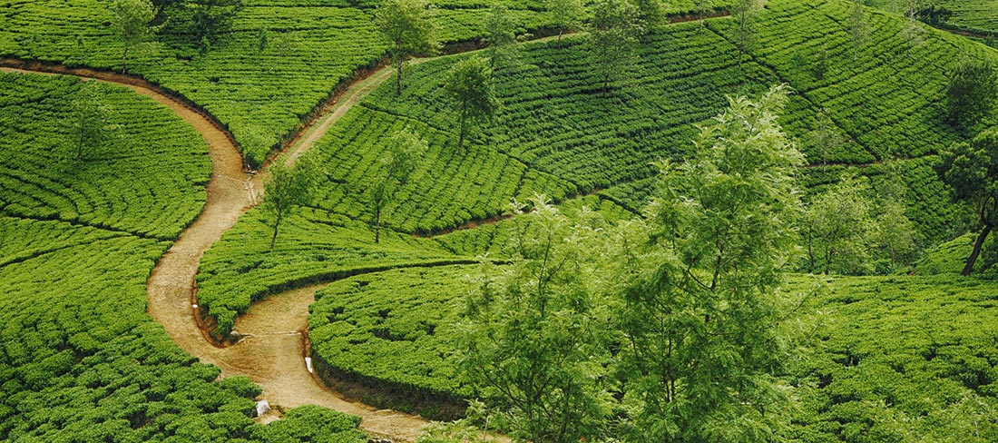 plantações-chá-nuwala-sri-lanka