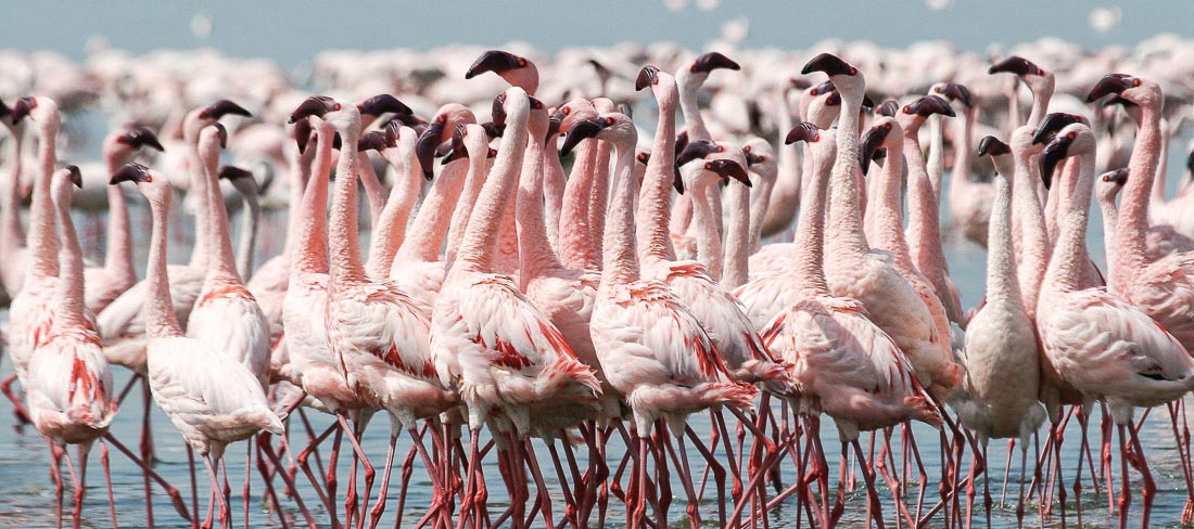 quenia-parque-nacional-nakuru-flamingos