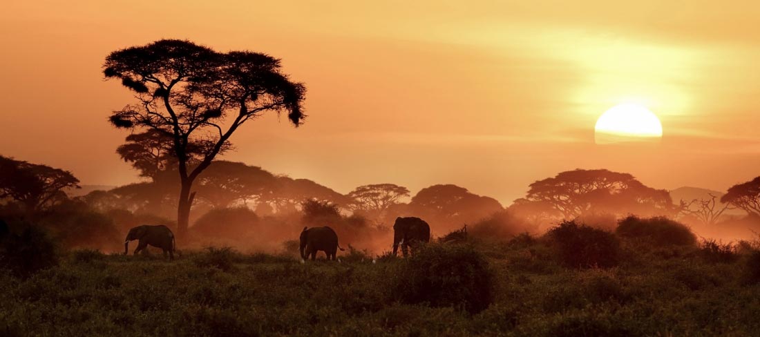 quenia-safari-classico