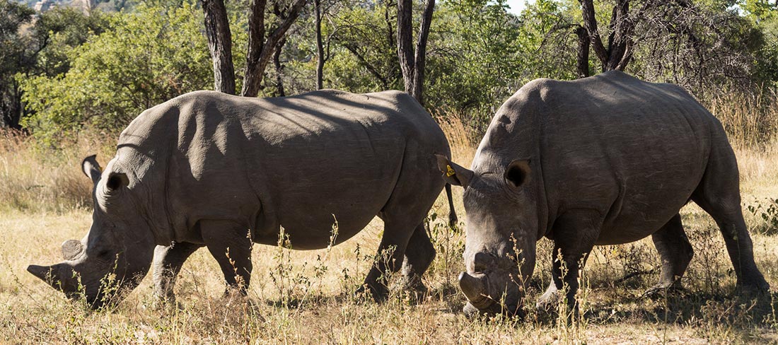 rinocerontes em matobo