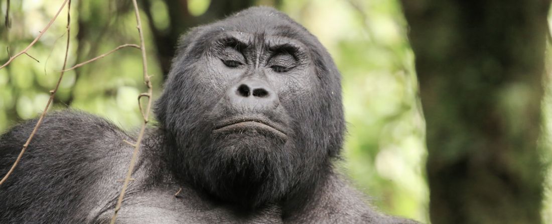 ruanda gorila montanha