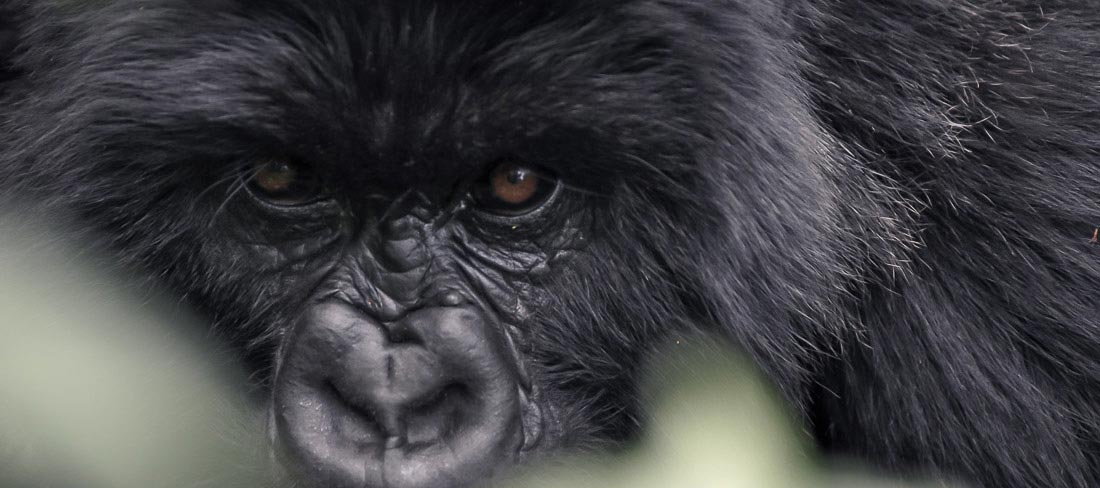 ruanda-gorilas-em-ruanda-olhar