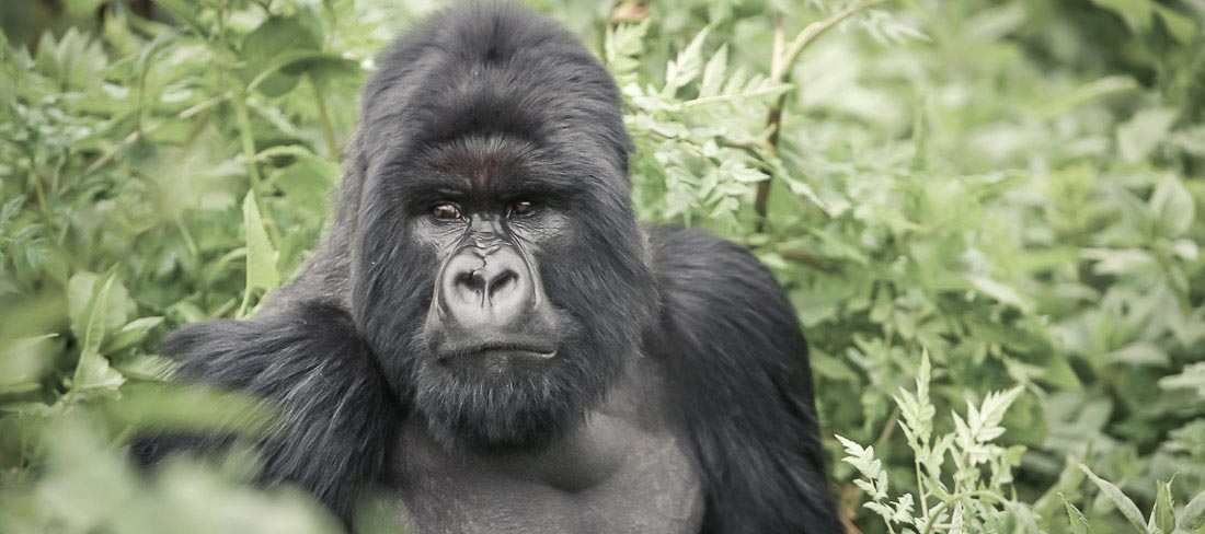 ruanda-safari-com-os-gorilas-gorila