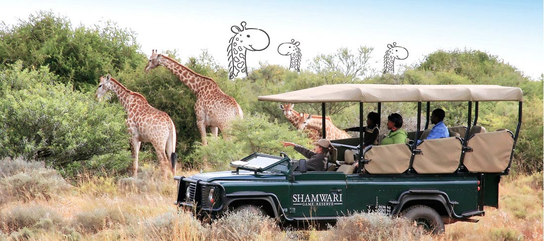 shamwari-game-reserve-em-familia-girafas