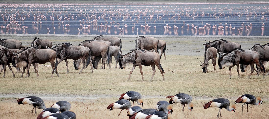 tanzania-cratera-ngorongoro-gnus-flamingos