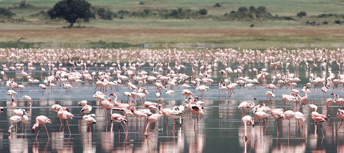 tanzania-regiao-serengueti-flamingo