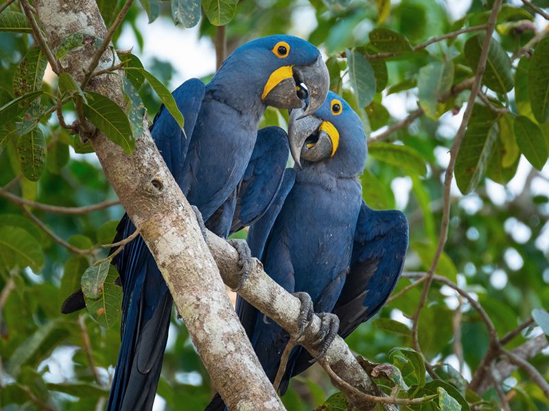 araras-azuis-do-pantanal
