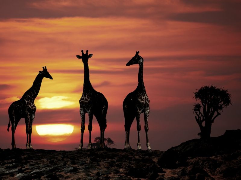 botswana-girafas