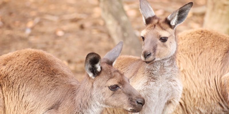 cangurus-australia-kangaroo-island