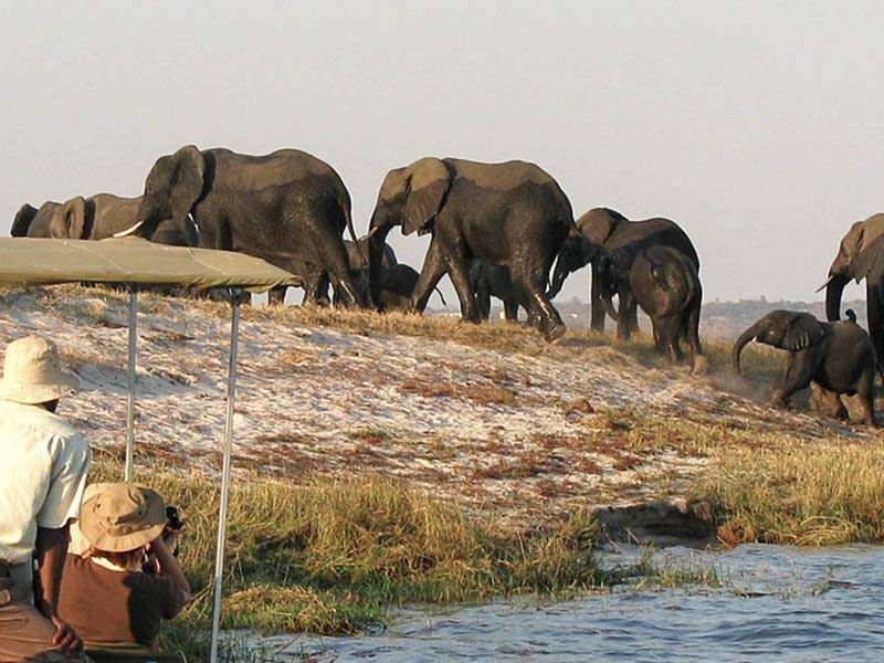 elefantes-botsuana