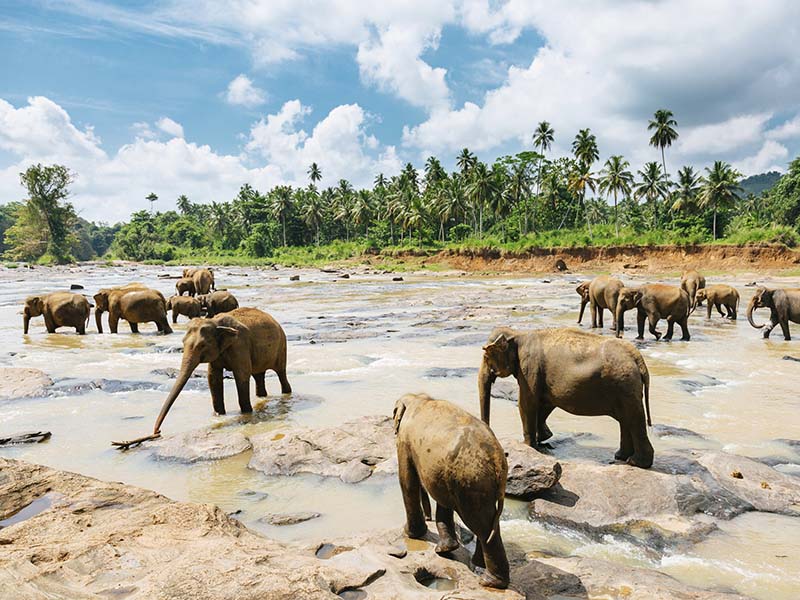 elefantes-orfanato-sri-lanka-pinnawala