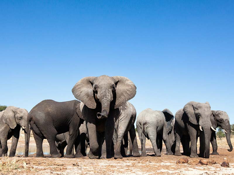 familia-de-elefantes