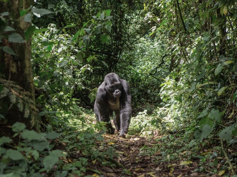 gorilas-em-ruanda-roteiro-de-viagem