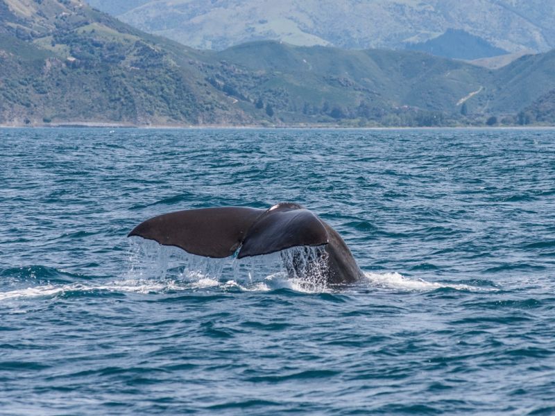 kaikoura-baleias