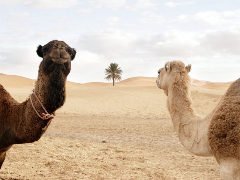 marrocos-dunas