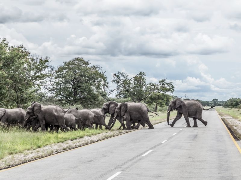 namibia-elefantes-na-estrada