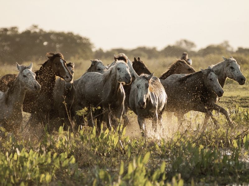 pantanal-cavalos