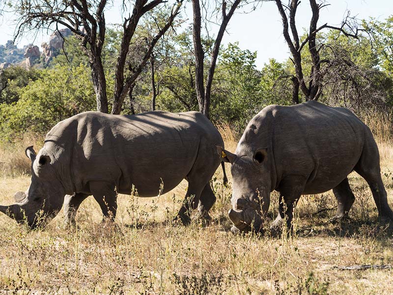 rinocerontes-em-matobo