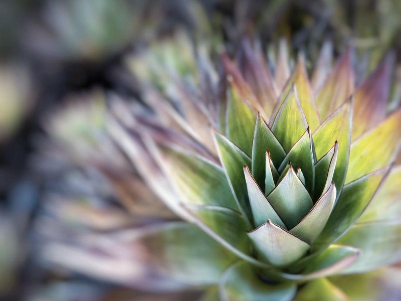 roraima-vegetacao-tipica