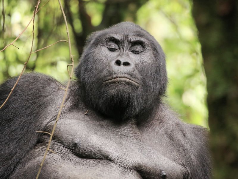 ruanda-gorila-montanha