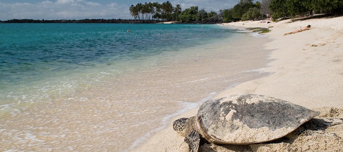 turtle Seychelles