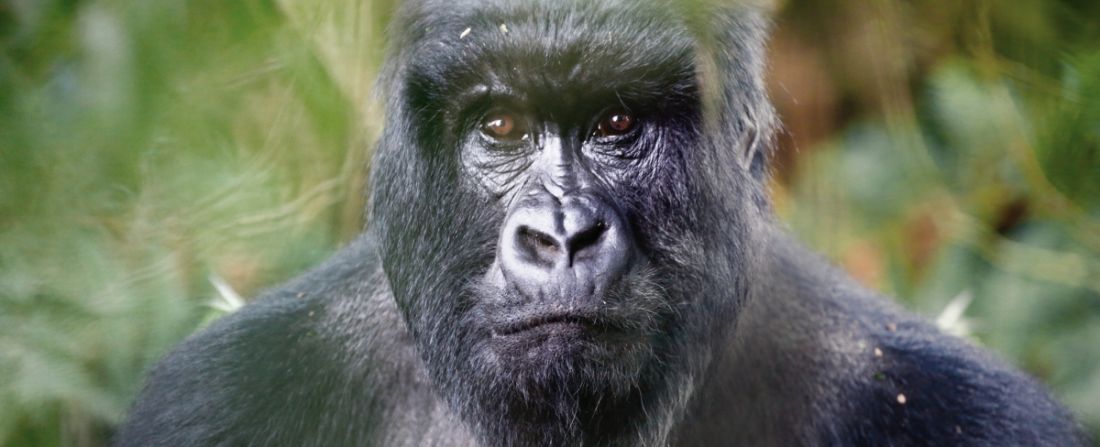 Uganda Gorilas da Montanha