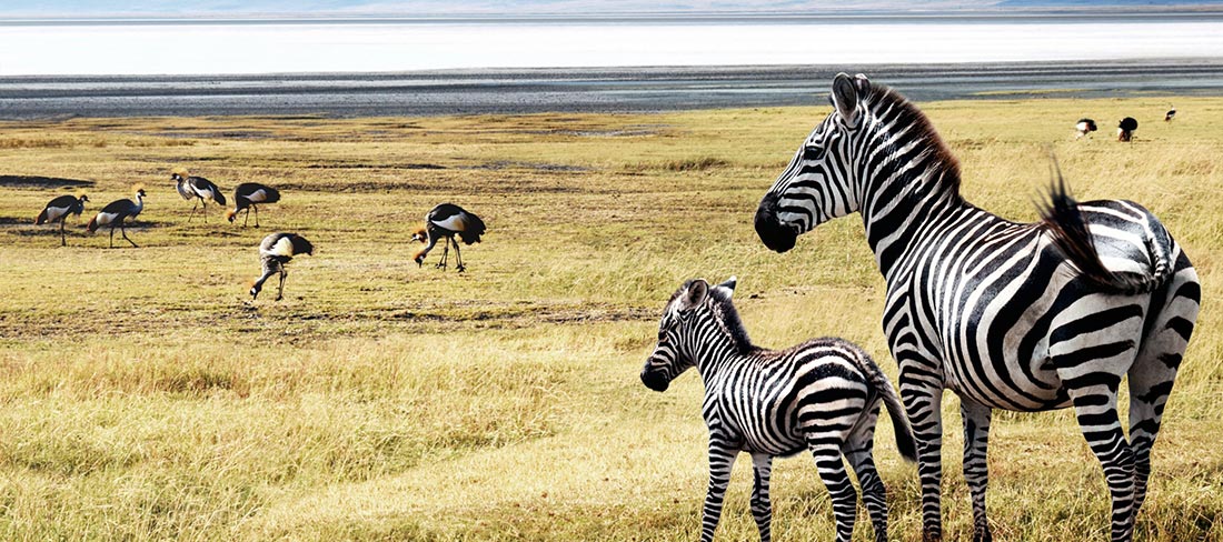 zebras-savana-africana