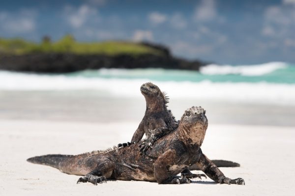 8 razões para levar sua família para Galápagos