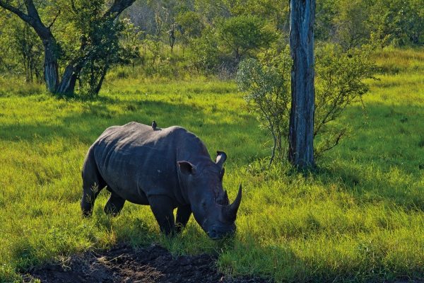 Zimbábue e África do sul: entre rinocerontes e histórias inspiradoras