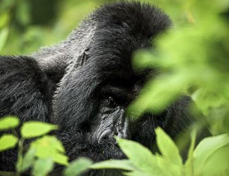 gorilas-em-ruanda