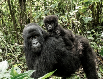 gorilas-em-uganda